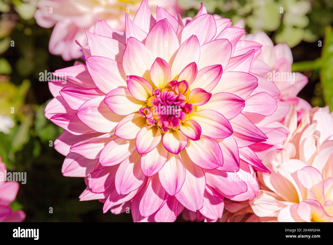 Un gros plan d'un Dahlia rose en pleine fleur au soleil Banque D'Images