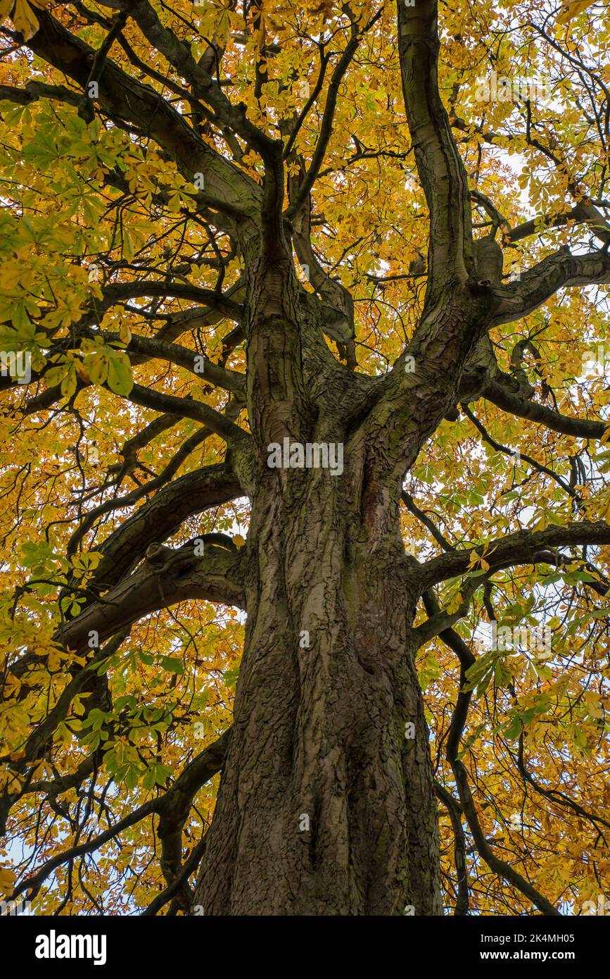 Vue sur la canopée d'un châtaignier ( Aesculus hippocastanum) en automne. Whitworth Park, Daley Dale, Matlock, Derbyshire, Angleterre Banque D'Images