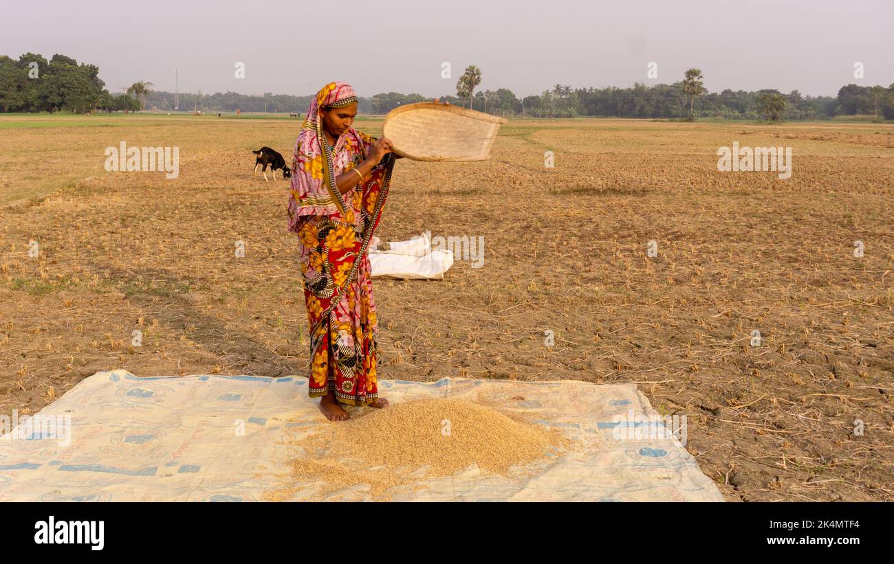 Femmes du Bangladesh. Un agriculteur récolte du paddy dans les terres agricoles. C'est une vue sur le village de Puizor au Bangladesh. La photo a été prise sur Nove Banque D'Images