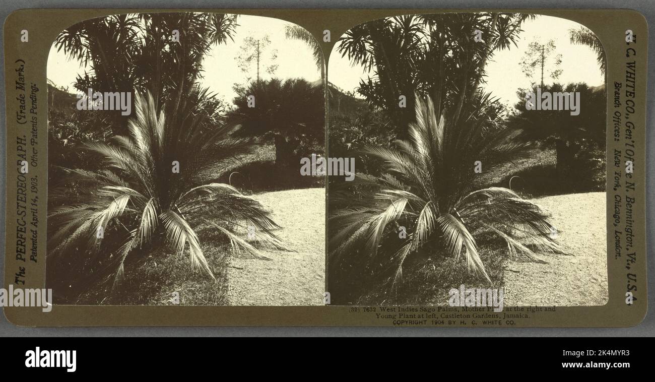 West Indies sago Palms, Mother Plant à droite et Young Plant à gauche, Castleton Gardens, Jamaïque. Titre supplémentaire: Le 'Perfec-Stereograph', Banque D'Images