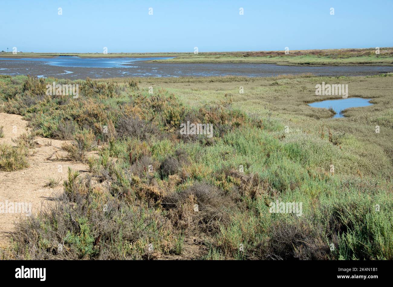 Réserve de biosphère de Marismas del Odiel avec végétation halophytique. Huelva, Andalousie, Espagne. Banque D'Images