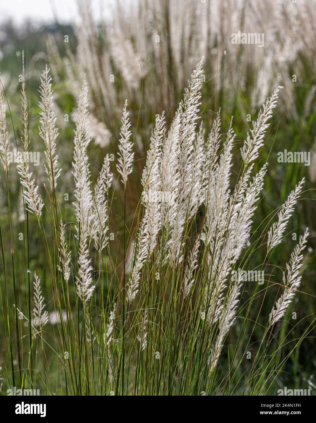 Saccharim spontaneum, banc d'herbe dans les terres humides Banque D'Images
