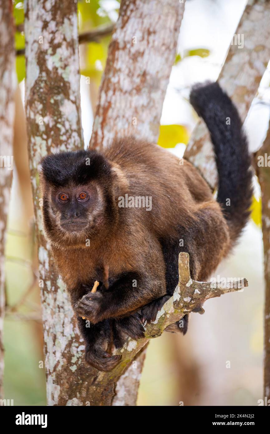 Capuchin Monkey (Cebus libidinosus) est un singe commom au Rio Doce Estate Park, Minas Gerais, Brésil Banque D'Images