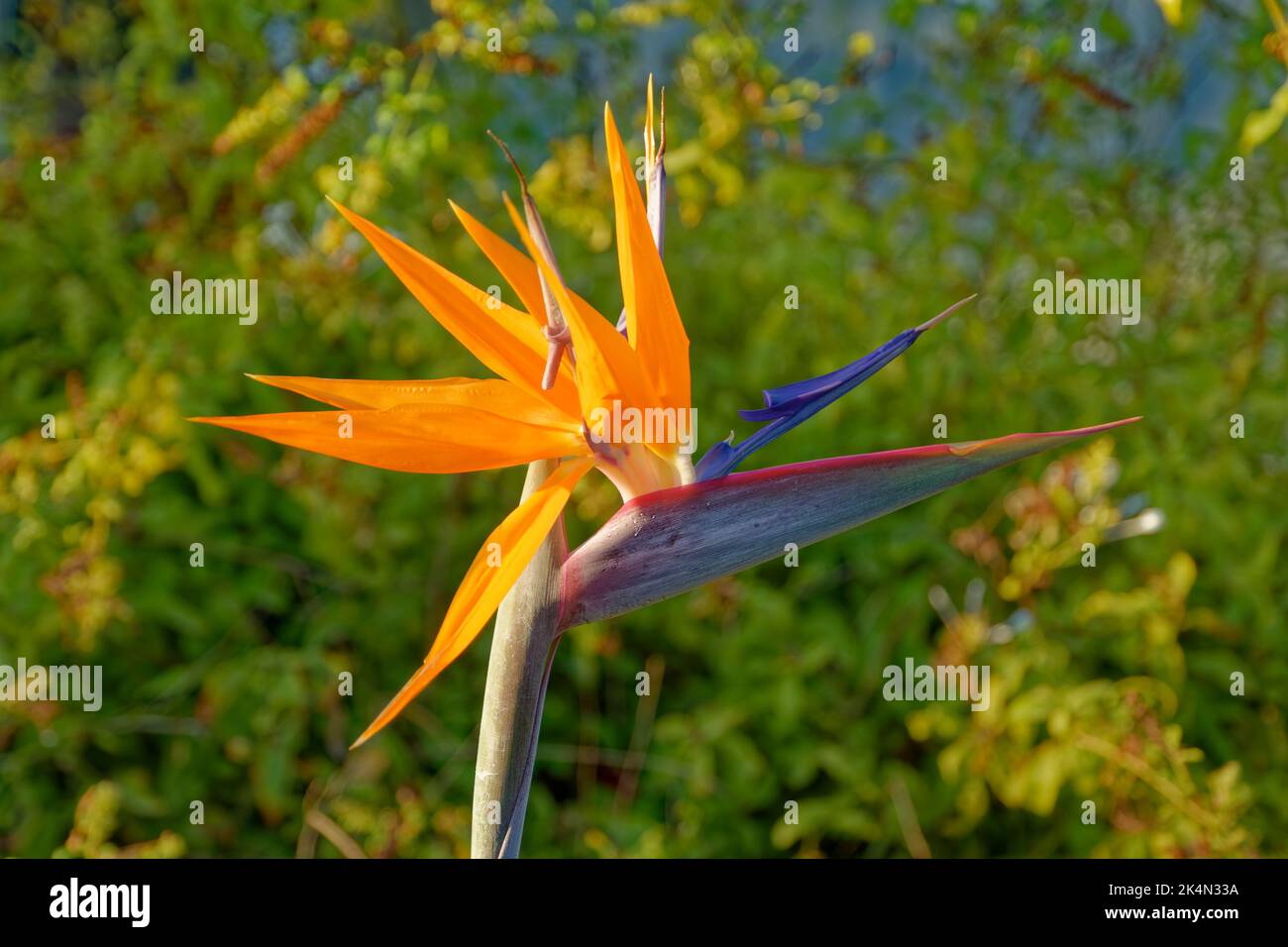 Fleur de l'oiseau de paradis. Banque D'Images