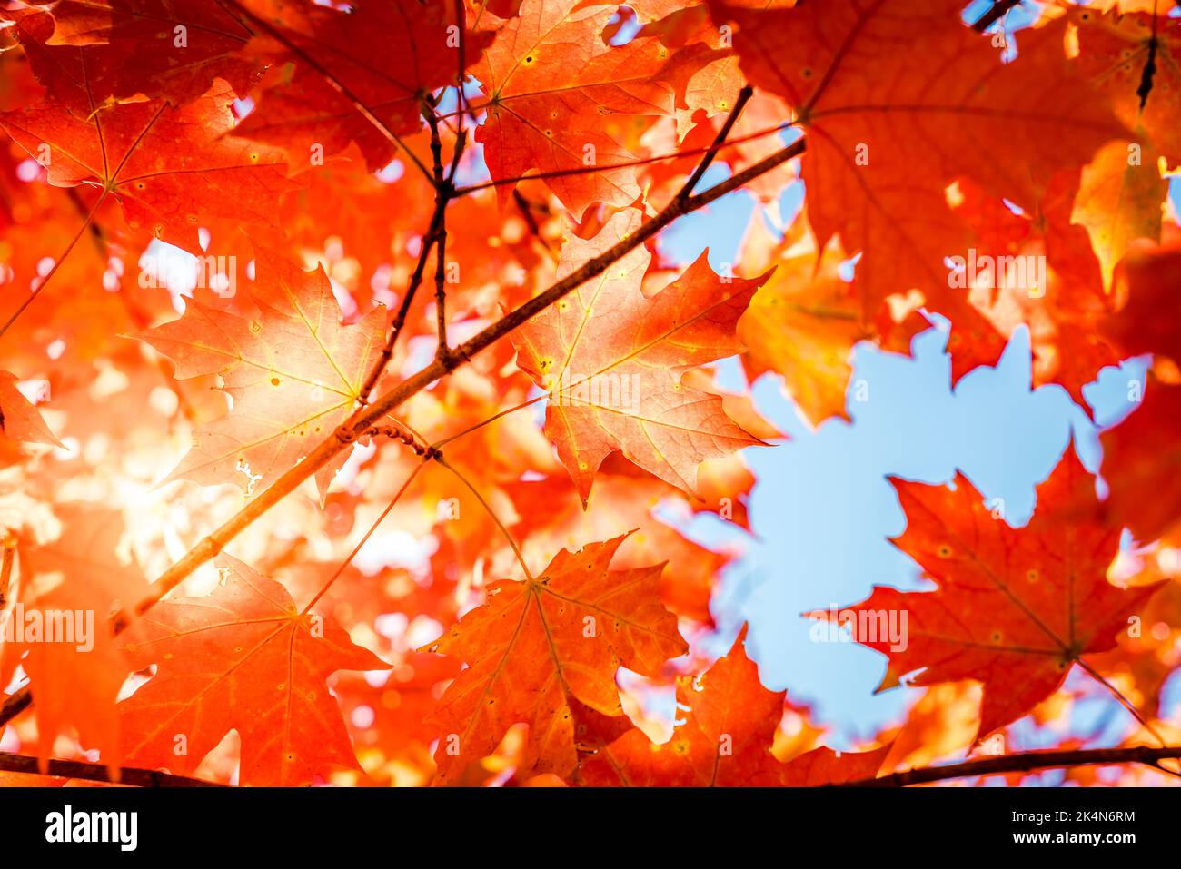 Feuilles d'automne rouges sur fond de ciel bleu vif Banque D'Images