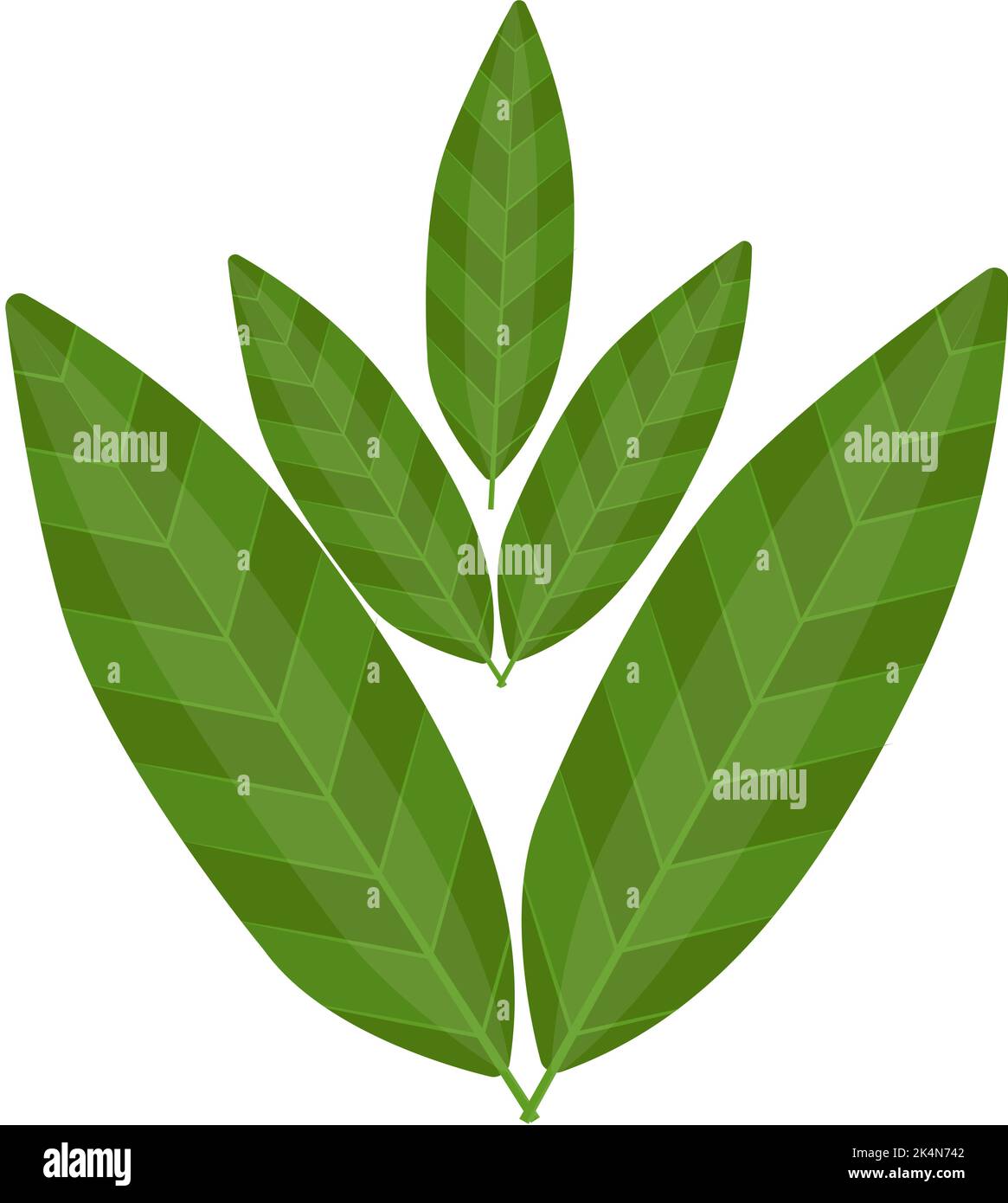 Feuilles vertes, illustration, vecteur sur fond blanc. Illustration de Vecteur