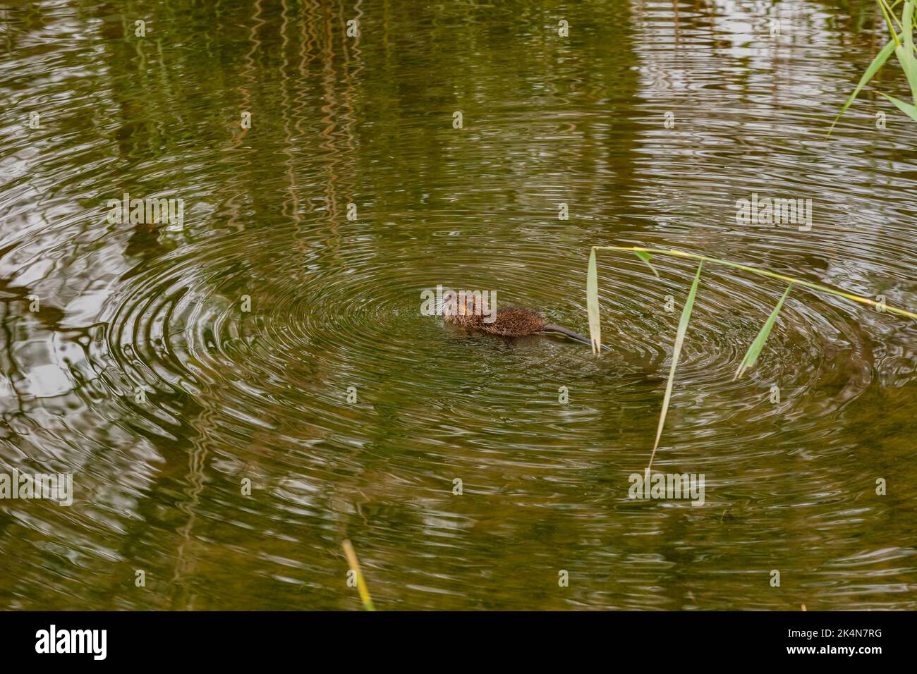 Un coypu nage dans une zone humide avec son dos et sa queue visibles Banque D'Images