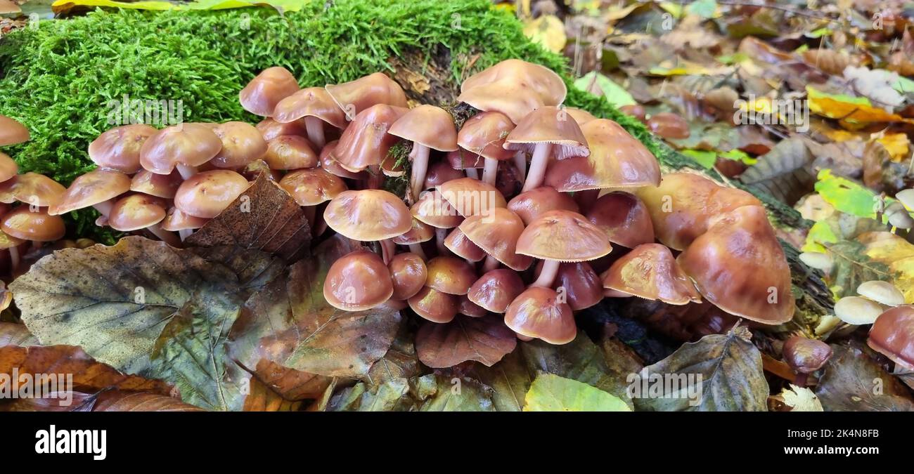 Les champignons d'automne poussent dans la forêt sur une souche Banque D'Images
