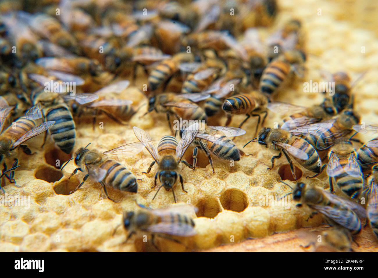 Les abeilles travaillaient dans leur ruche. Banque D'Images