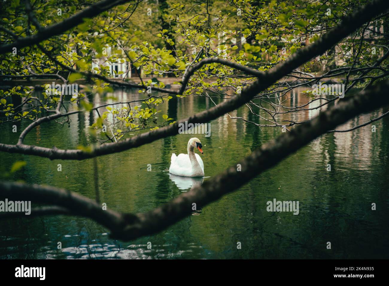 La natation sur le lac Swan at park Banque D'Images