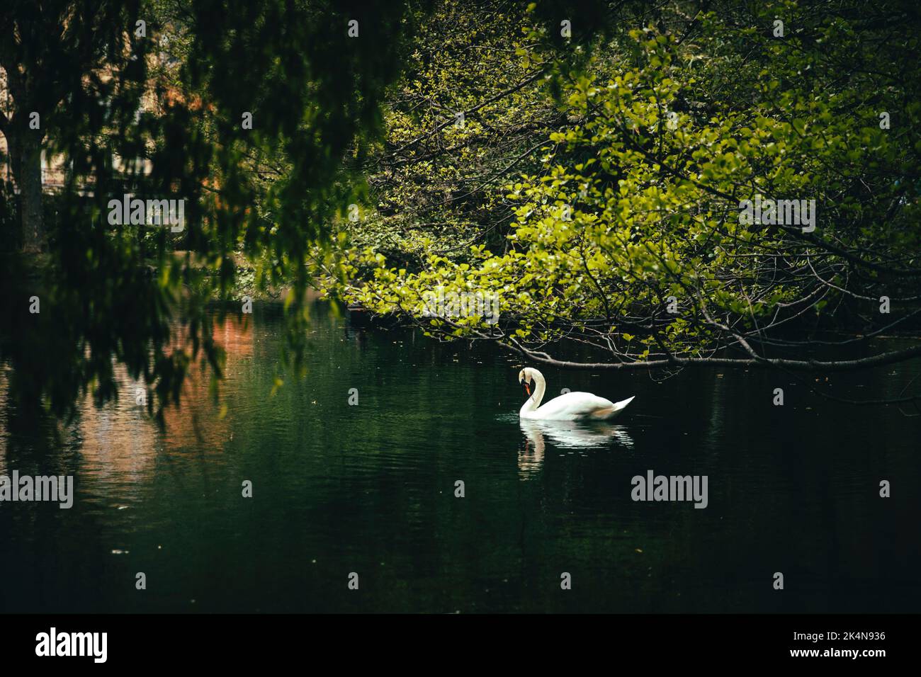 Cygne flottant dans l'eau d'un lac calme entouré de végétation Banque D'Images