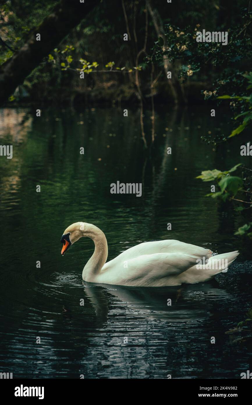 Cygne flottant dans l'eau d'un lac calme entouré de végétation Banque D'Images