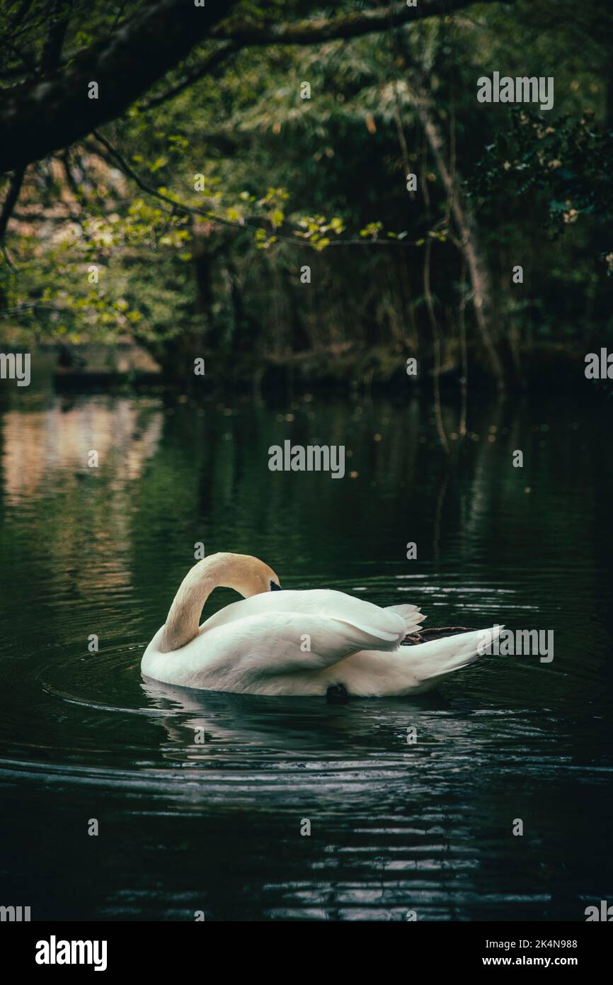 Cygne flottant dans l'eau d'un lac calme entouré de végétation Banque D'Images