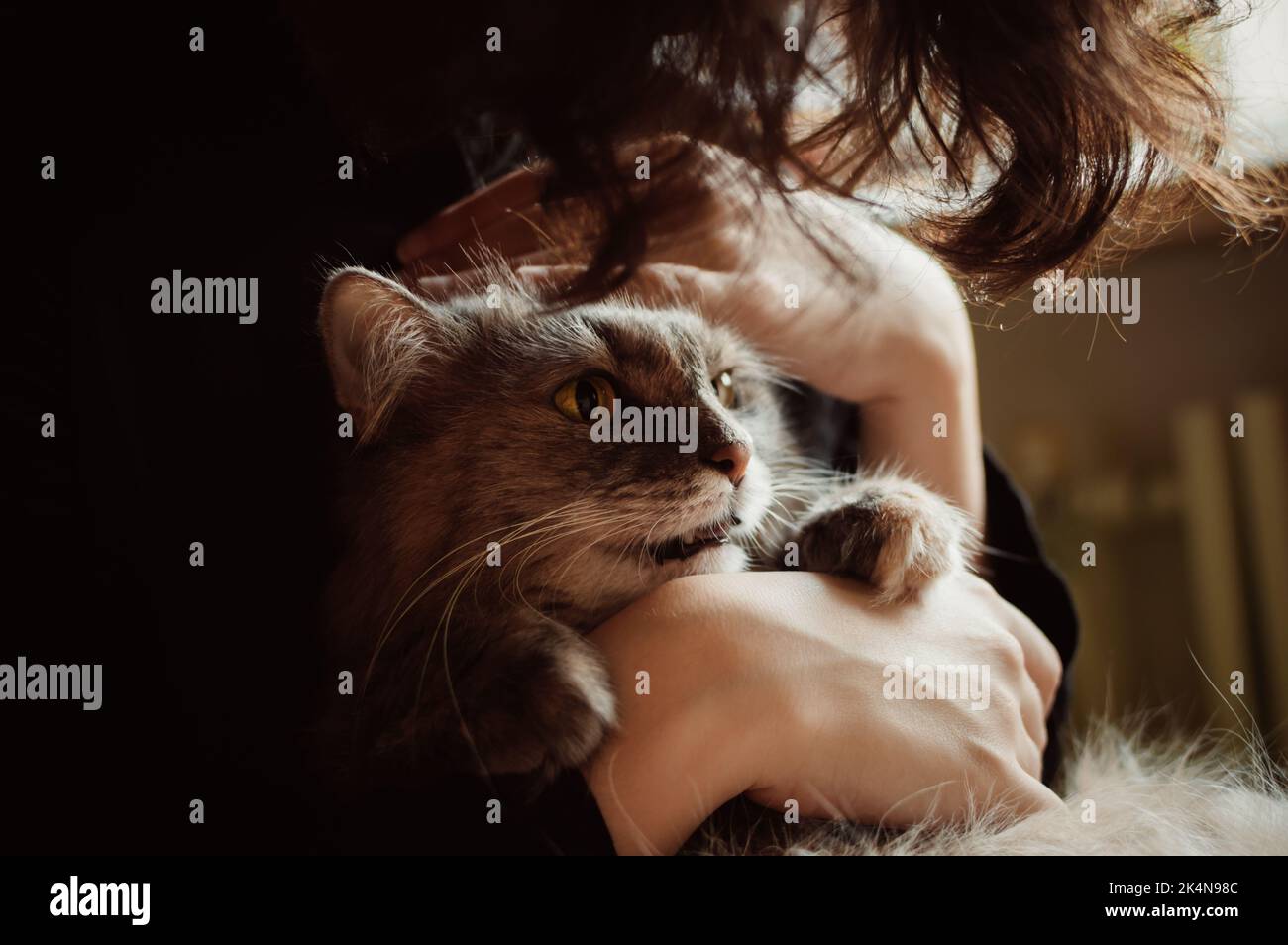 Gris doux chat de sibérie se fauchant dans les mains Banque D'Images