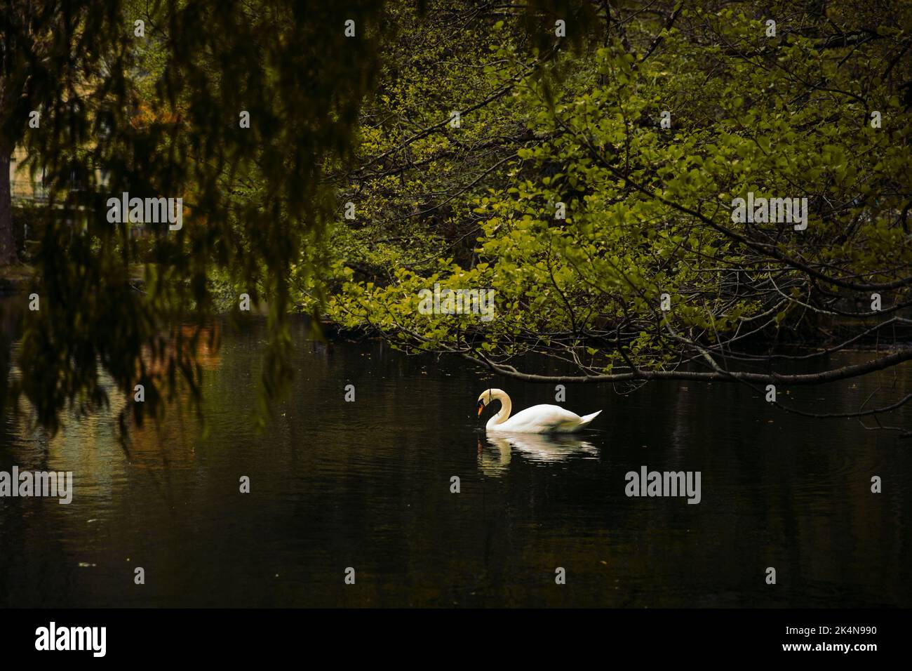 Cygne flottant dans l'eau d'un lac calme entouré de végétation Banque D'Images
