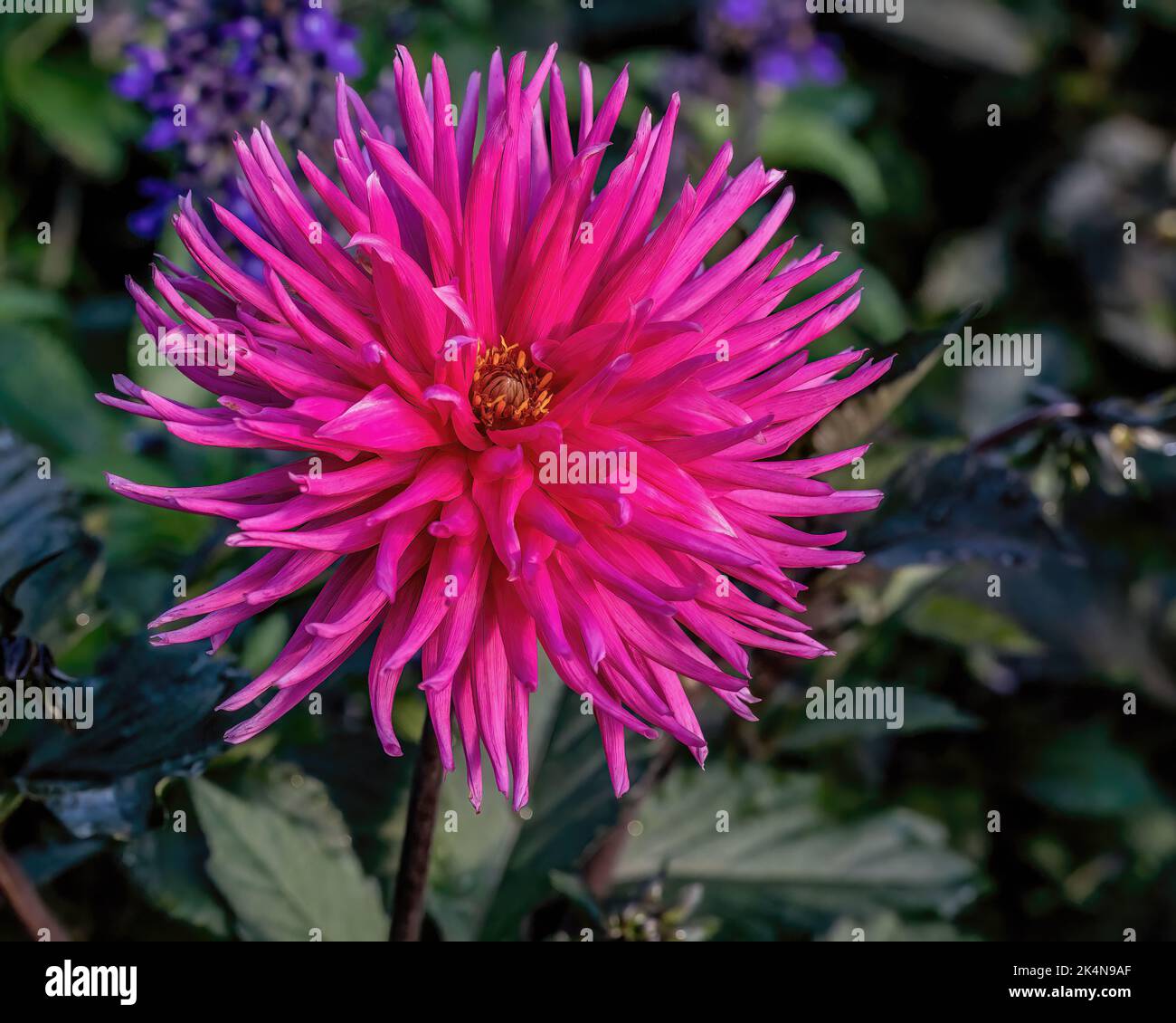 Jolie dahlia rose vif le matin d'été à Longfellow Gardens à Minneapolis, Minnesota, États-Unis. Banque D'Images