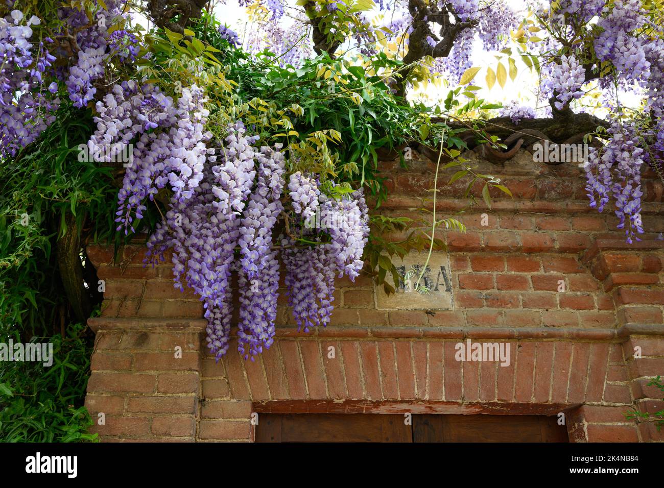 La wisteria fleurit au printemps dans le Piémont en italie Banque D'Images