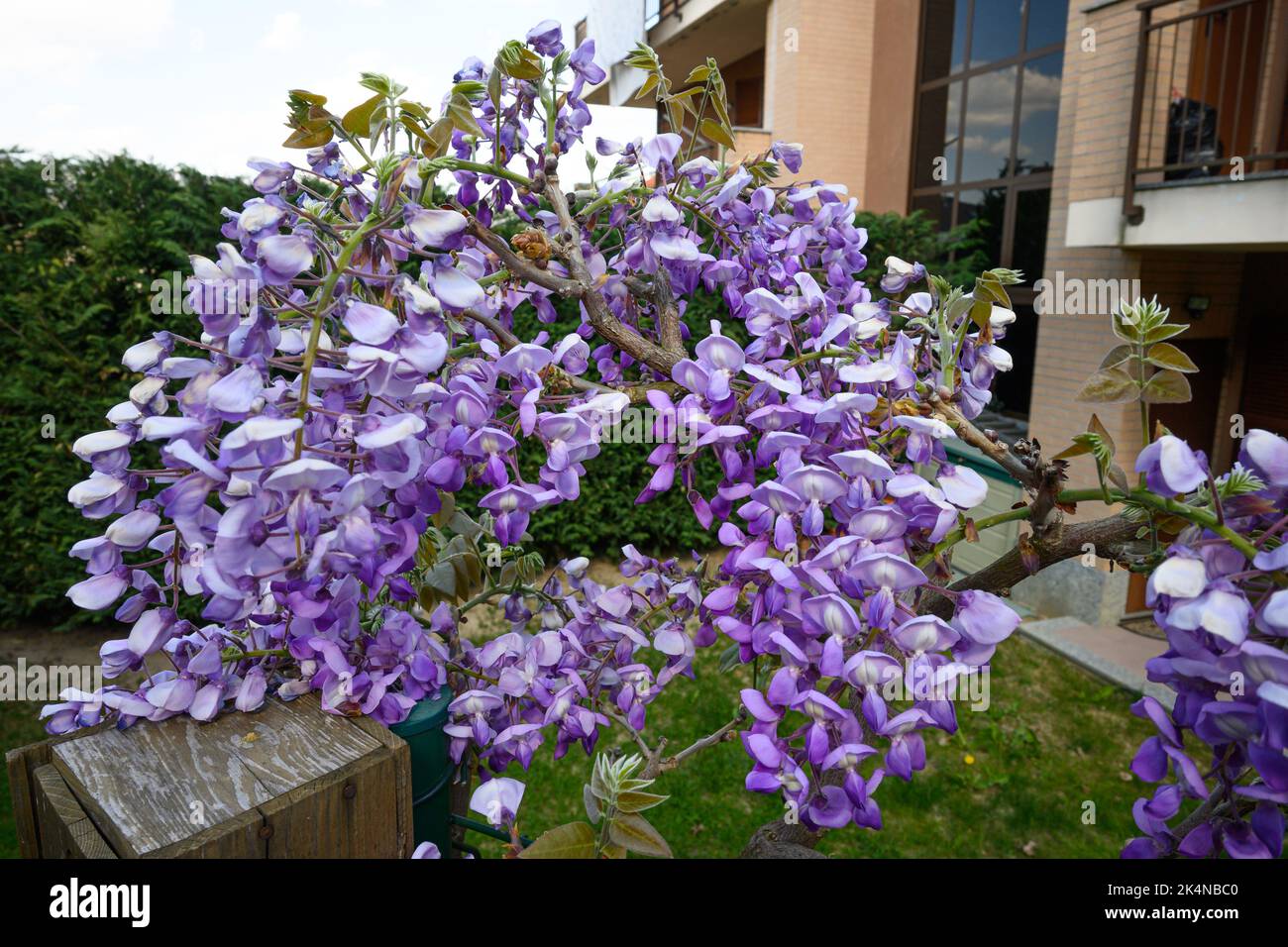 La wisteria fleurit au printemps dans le Piémont en italie Banque D'Images