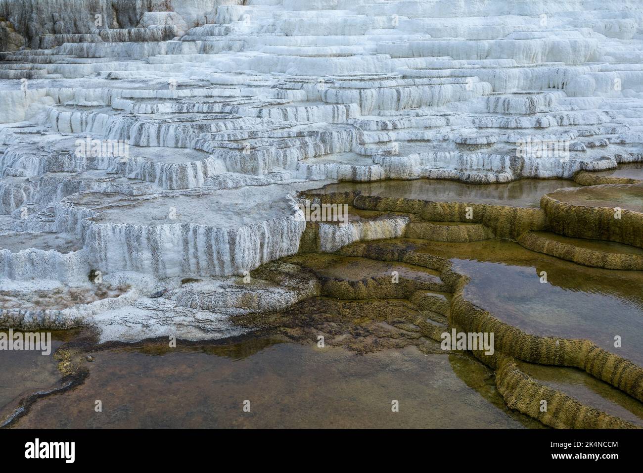 Mammoth Hot Springs, Yellowstone, États-Unis Banque D'Images