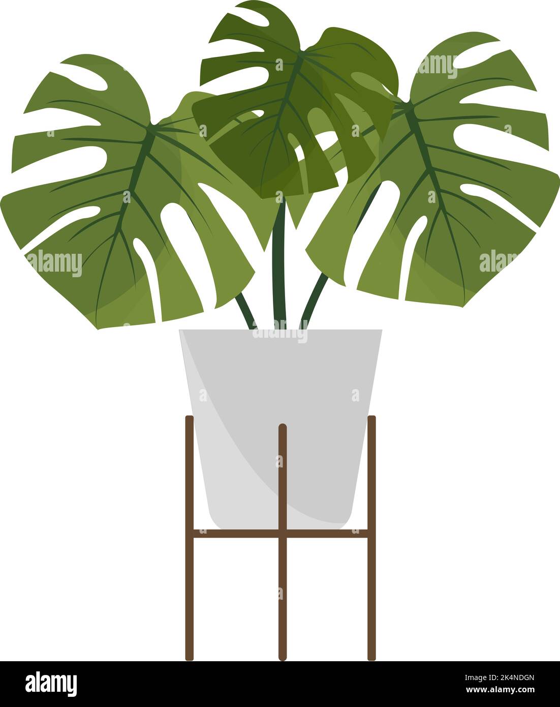 Plante de Monstera, illustration, vecteur sur fond blanc. Illustration de Vecteur