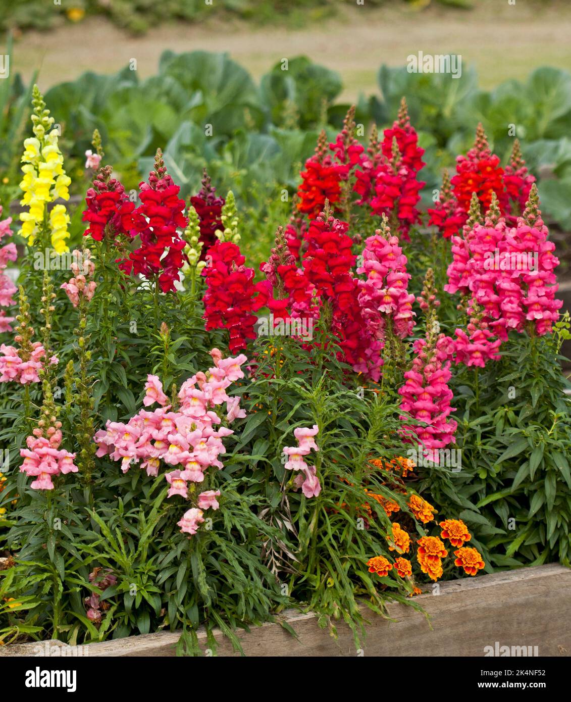 Fleurs parfumées Antirrhinum 'Tetra mix' Banque D'Images