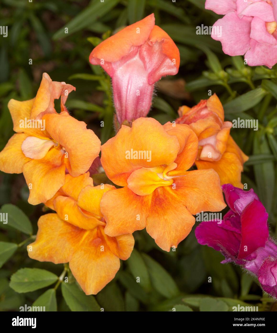 Fleurs parfumées Antirrhinum 'Tetra mix' Banque D'Images