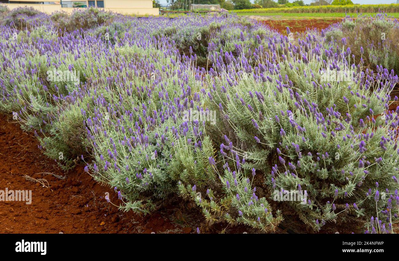 Masse de plantes Lavender aux fleurs violasées en pleine floraison en Australie Banque D'Images