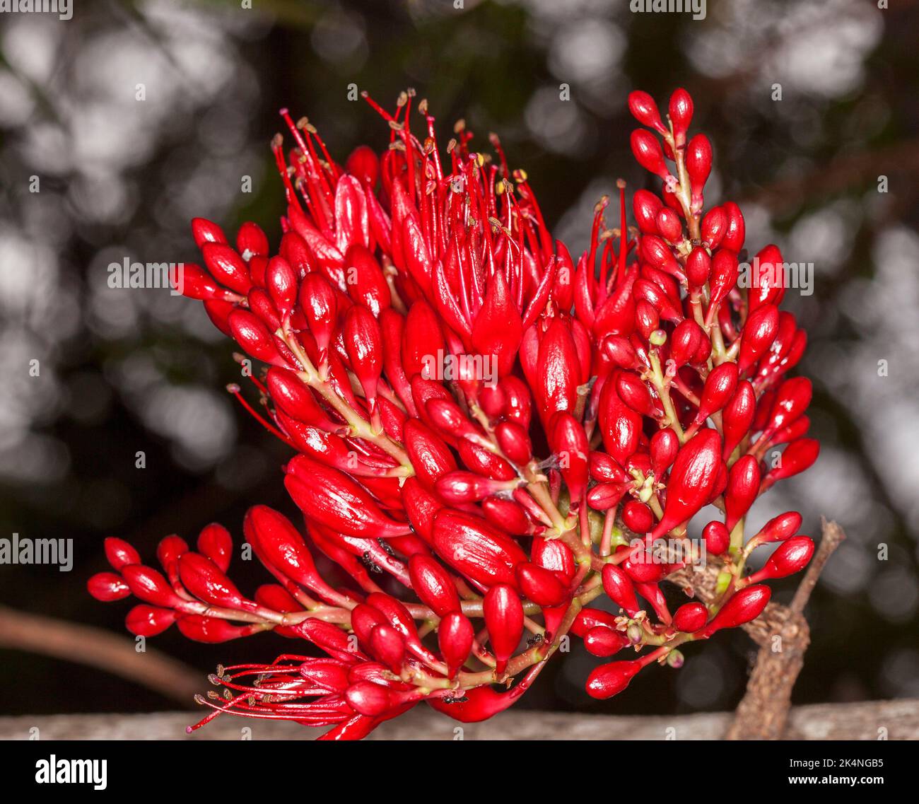 Groupe de fleurs rouges vives de Schotia brachypetala, arbre perroquet en contrebas / haricot de Weeping Boer, arbre africain en croissance en Australie Banque D'Images