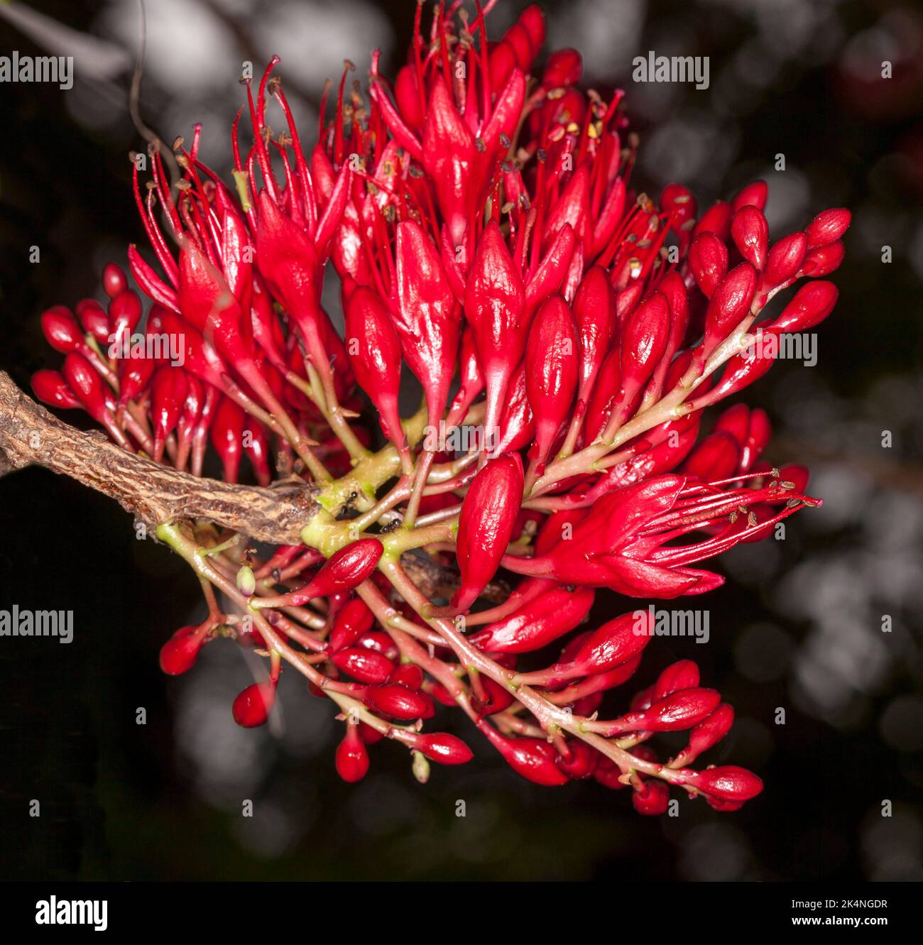 Groupe de fleurs rouges vives de Schotia brachypetala, arbre perroquet en contrebas / haricot de Weeping Boer, arbre africain en croissance en Australie Banque D'Images