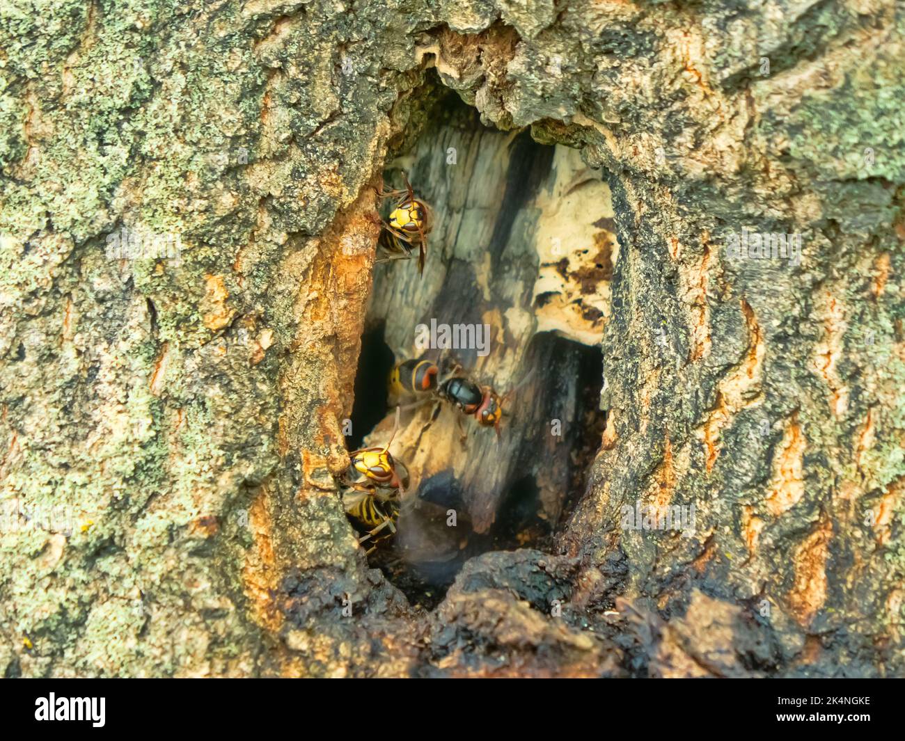 Nid de frelons Vespiaires dans le creux d'un chêne. hornet géant (Vespa crabro) en Europe du Nord. Sécurité des nids à l'entrée Banque D'Images