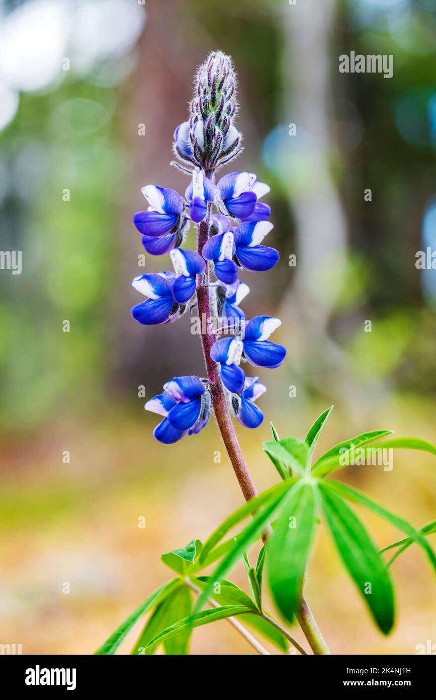 Fleur sauvage de Lupin; site récréatif de Rancheria Falls; Territoires du Yukon; Canada Banque D'Images