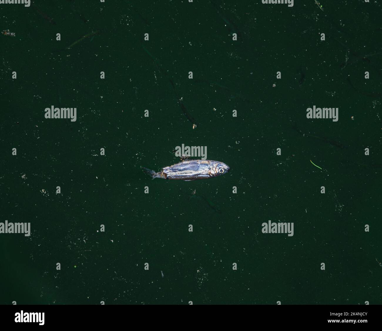 Poissons morts Alewive flottant dans l'eau Banque D'Images