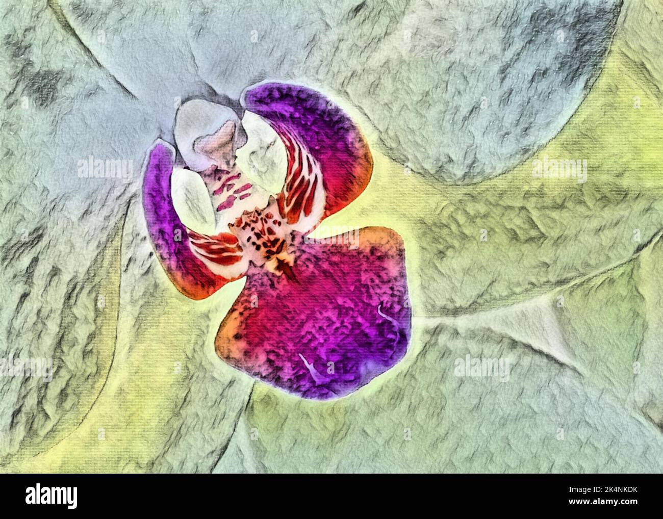 Illustration d'un gros plan d'une orchidée le matin d'été à Taylors Falls, Minnesota, États-Unis; photo éditée avec un filtre d'aquarelle. Banque D'Images