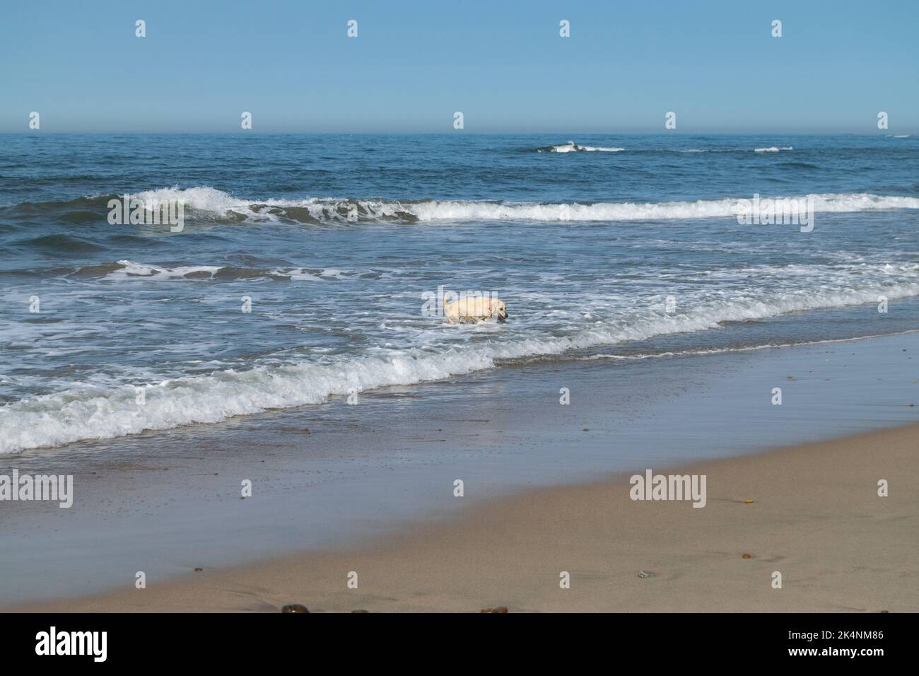 Chiens sur la plage. Un chien doré, un chien sur l'eau de la plage. Banque D'Images