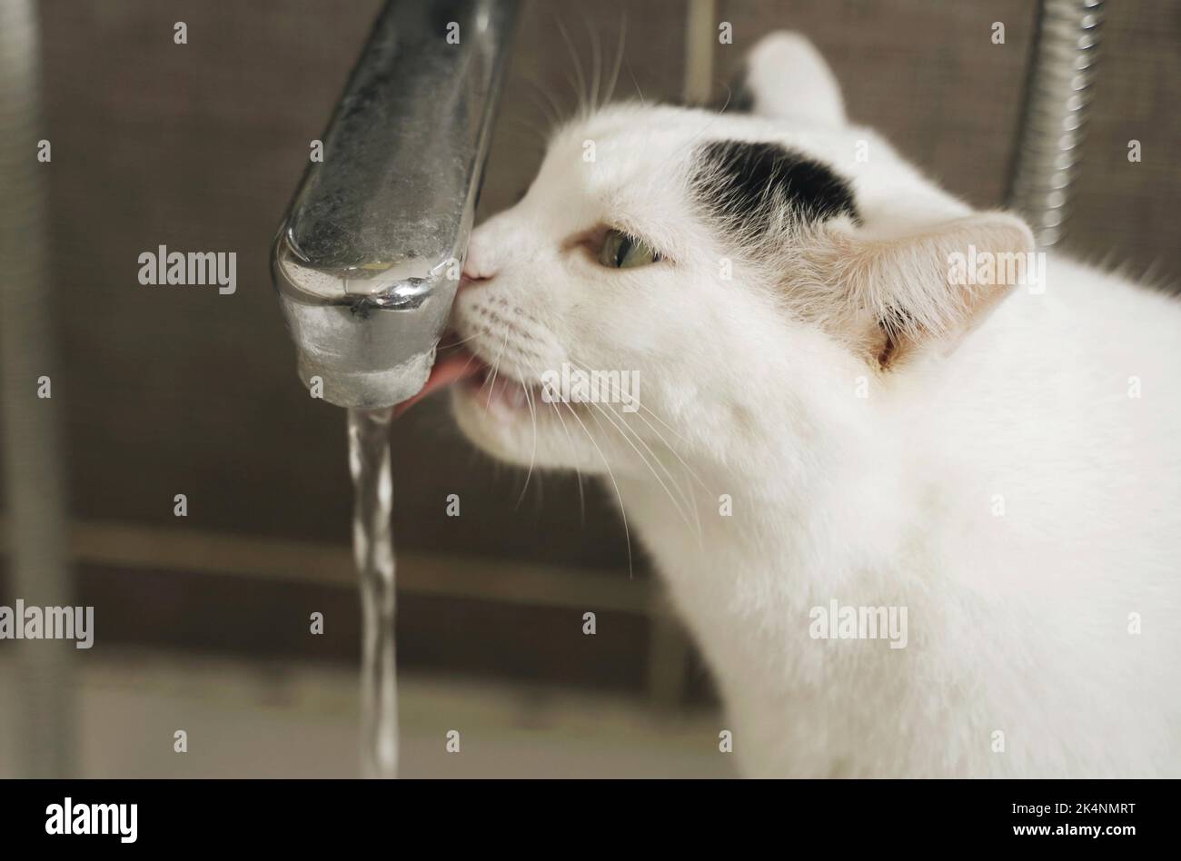 Cat leaking water Banque de photographies et d’images à haute