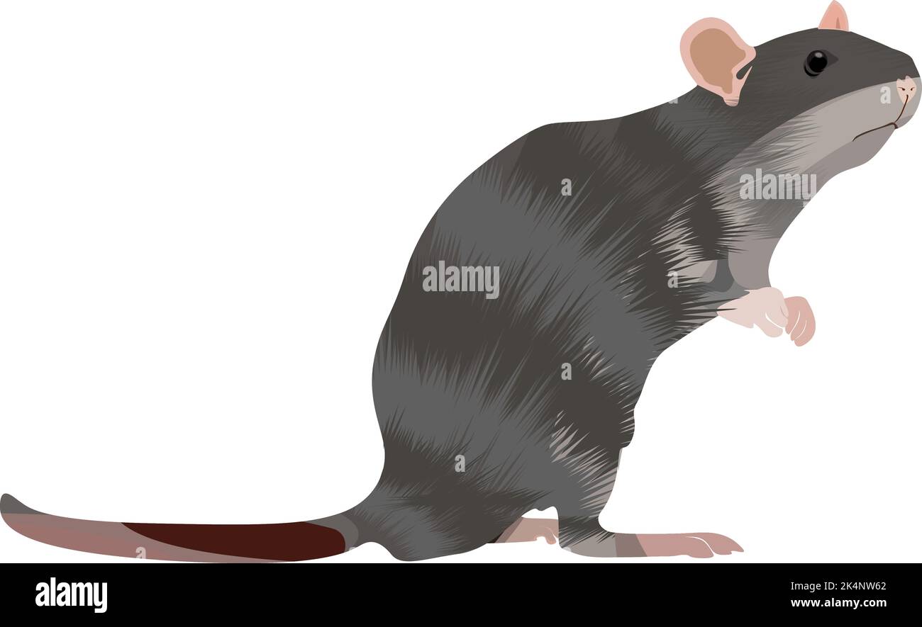 Rat gris, illustration, vecteur sur fond blanc. Illustration de Vecteur
