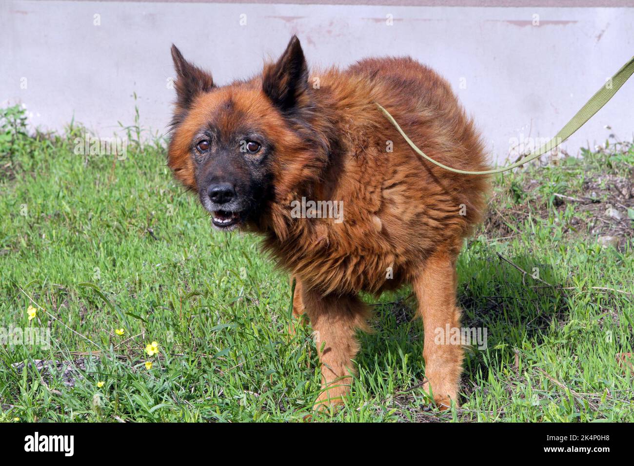 DNIPRO, UKRAINE - 03 OCTOBRE 2022 - le chien Krym, qui a survécu à l'attaque de missiles sur la ville de 29 septembre, subit un traitement dans les locaux de l'entreprise communautaire Zoocontrol, Dnipro, dans l'est de l'Ukraine. Banque D'Images