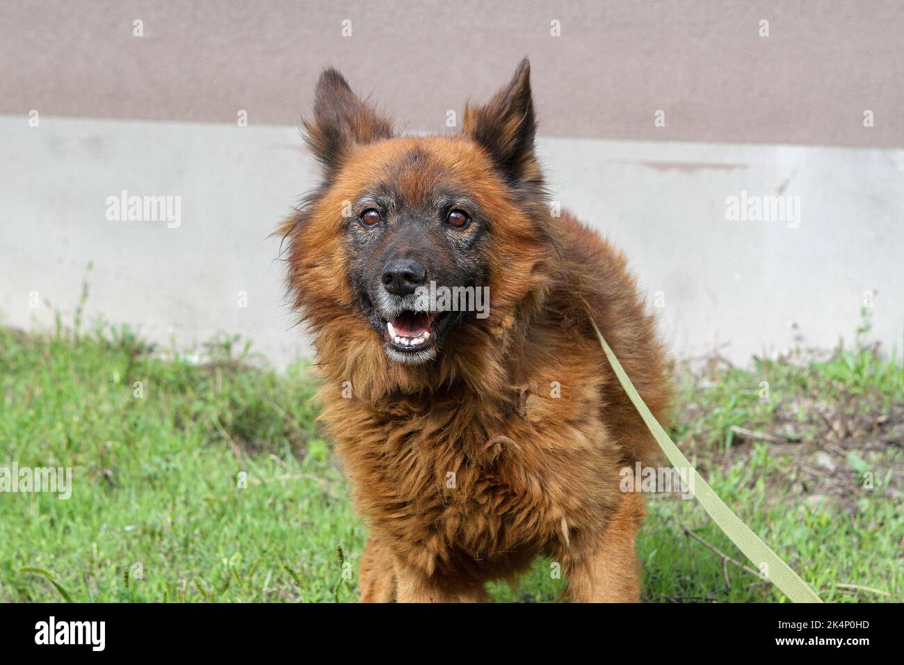 DNIPRO, UKRAINE - 03 OCTOBRE 2022 - le chien Krym, qui a survécu à l'attaque de missiles sur la ville de 29 septembre, subit un traitement dans les locaux de l'entreprise communautaire Zoocontrol, Dnipro, dans l'est de l'Ukraine. Banque D'Images