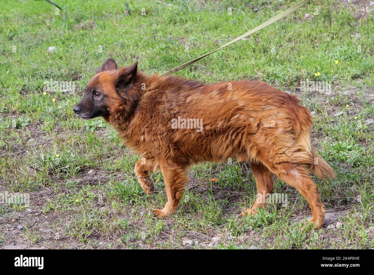 DNIPRO, UKRAINE - 03 OCTOBRE 2022 - le chien Krym, qui a survécu à l'attaque de missiles sur la ville de 29 septembre, subit un traitement dans les locaux de l'entreprise communautaire Zoocontrol, Dnipro, dans l'est de l'Ukraine. Banque D'Images