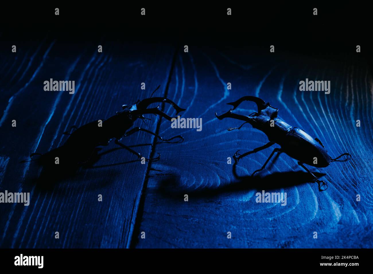 De beaux insectes inscrits sur la liste rouge, les plus grands cerfs ...