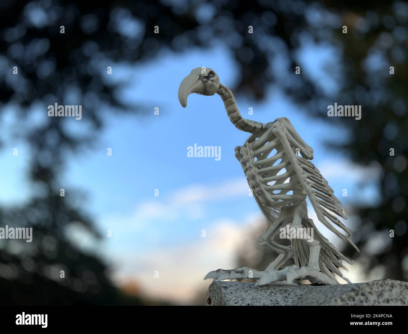 Le squelette d'un oiseau vautour repose sur le fond du ciel dans un cimetière autour des arbres Halloween en plein swing la fête commence il s'assoit et regarde les nuages du soir il y a de l'espace pour le texte Banque D'Images