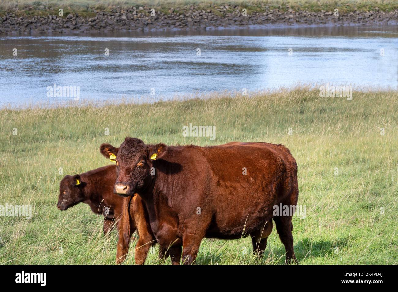 Vaches brunes sur la rive de la rivière Nene un après-midi d'automne, Lincolnshire, est de l'Angleterre Banque D'Images