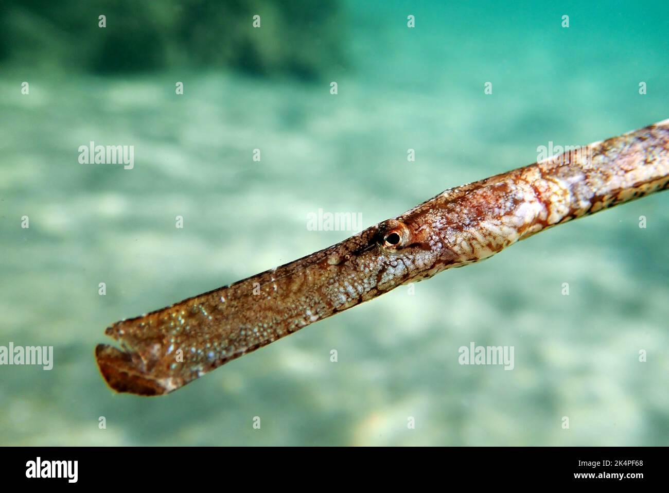Image sous-marine dans la mer Méditerranée de la Pipesée Broadnosée - (Syngnathus typhle) Banque D'Images