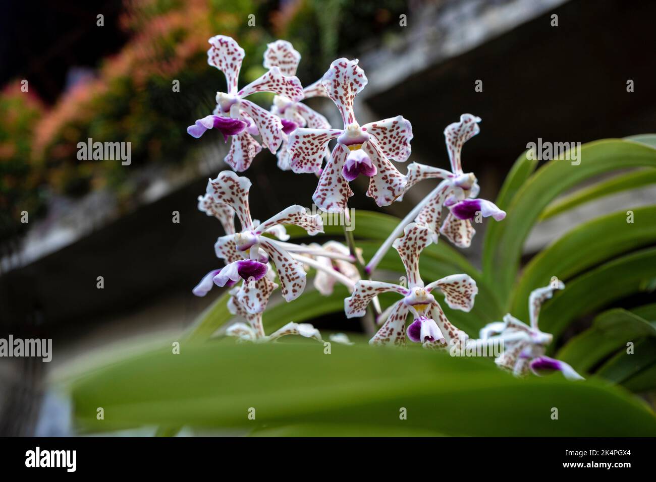 L'orchidée tricolore de Vanda est une espèce d'orchidée originaire d'Indonésie, en Asie du Sud-est Banque D'Images
