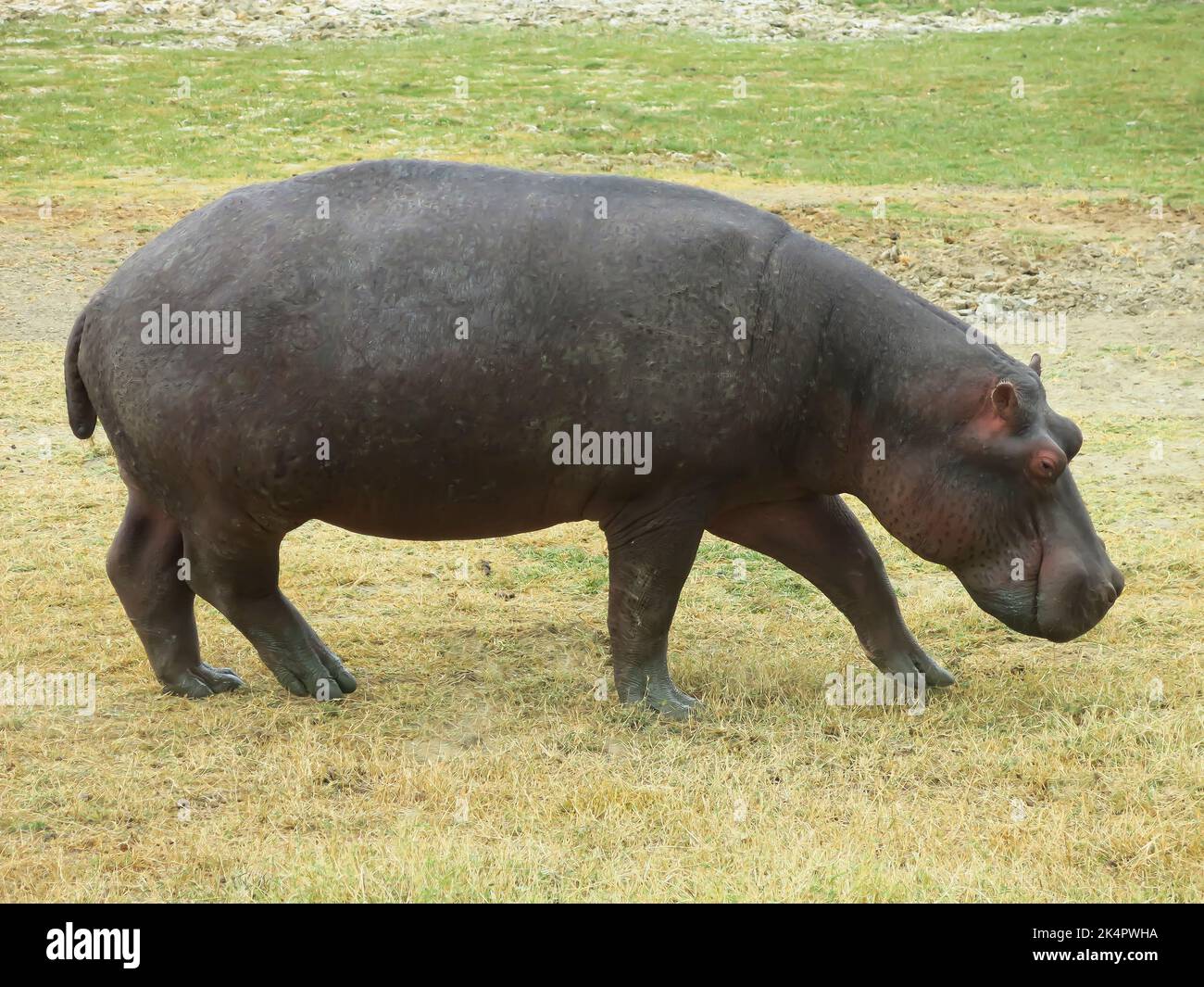 Hippopotame à la recherche de nourriture Banque D'Images