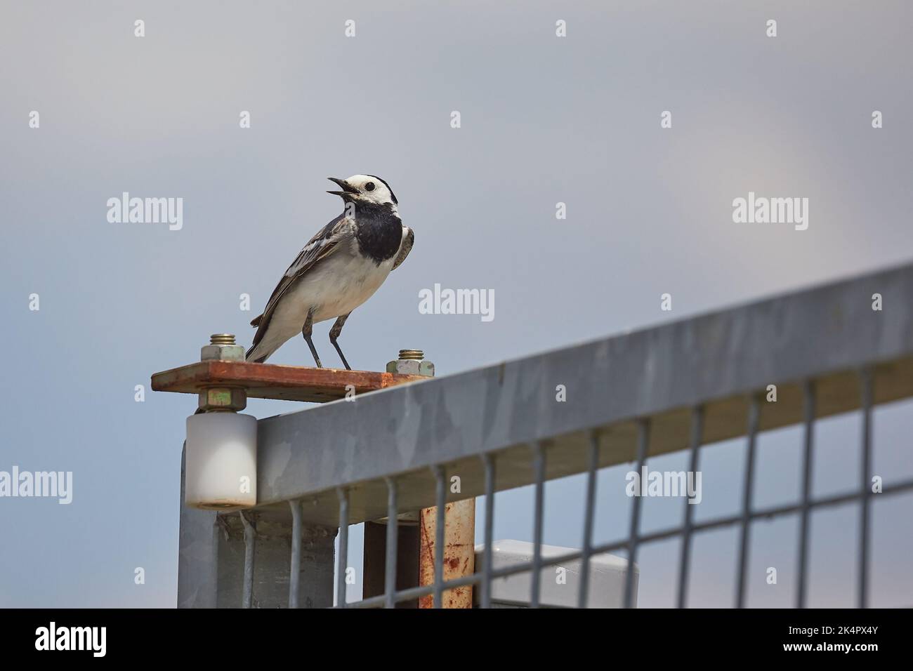 Oiseau sur une clôture Banque D'Images