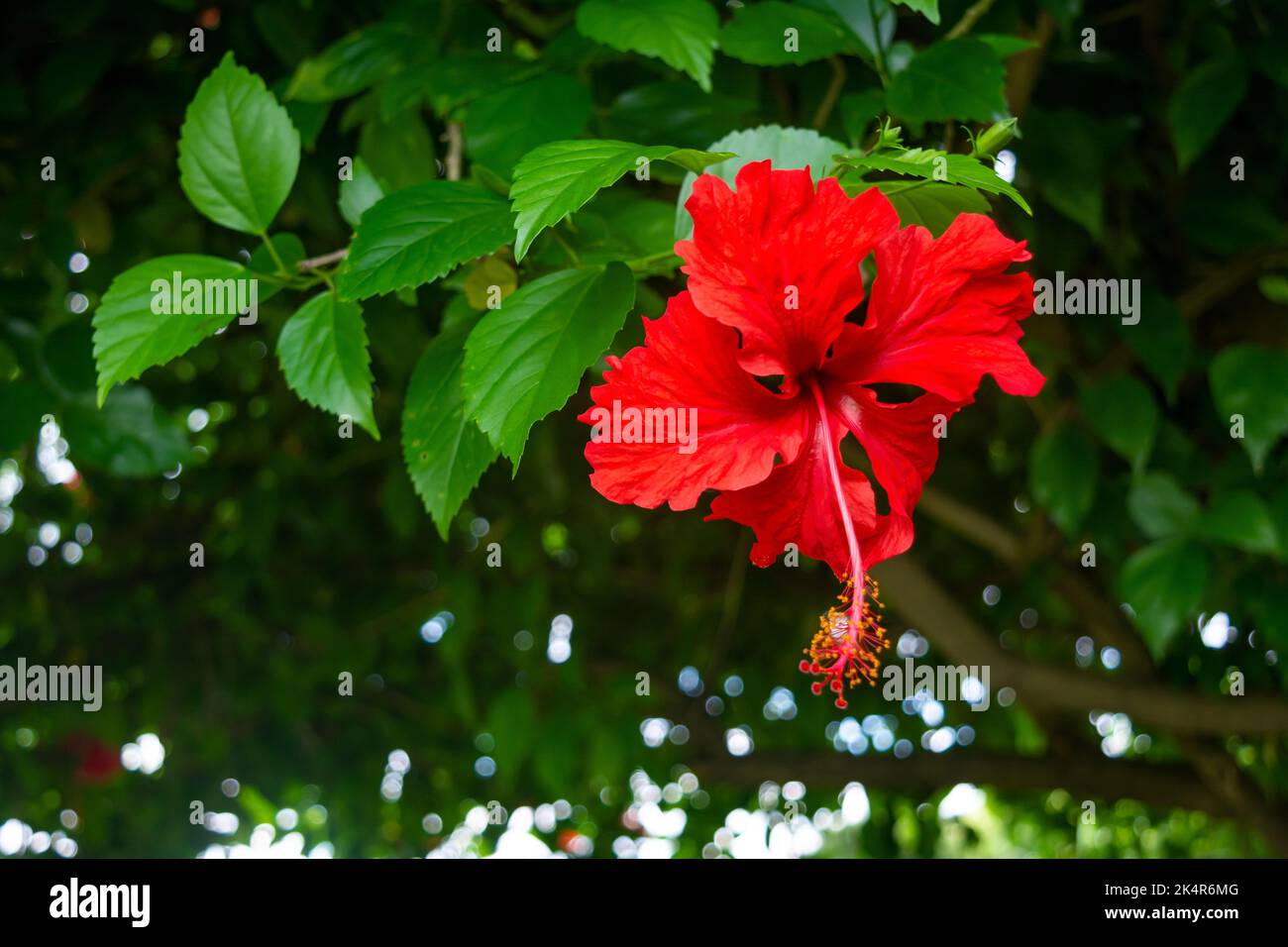 Belle fleur d'hibiscus rouge sur la branche Banque D'Images