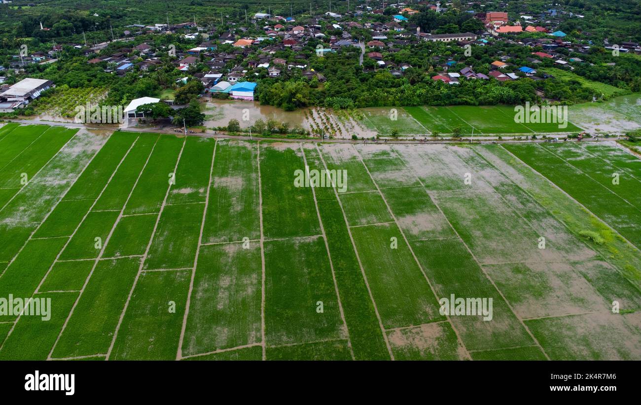 Vue aérienne des rizières ou des zones agricoles touchées par les inondations de la saison des pluies. Vue de dessus d'une rivière qui coule après de fortes pluies et des inondations de la ferme f Banque D'Images