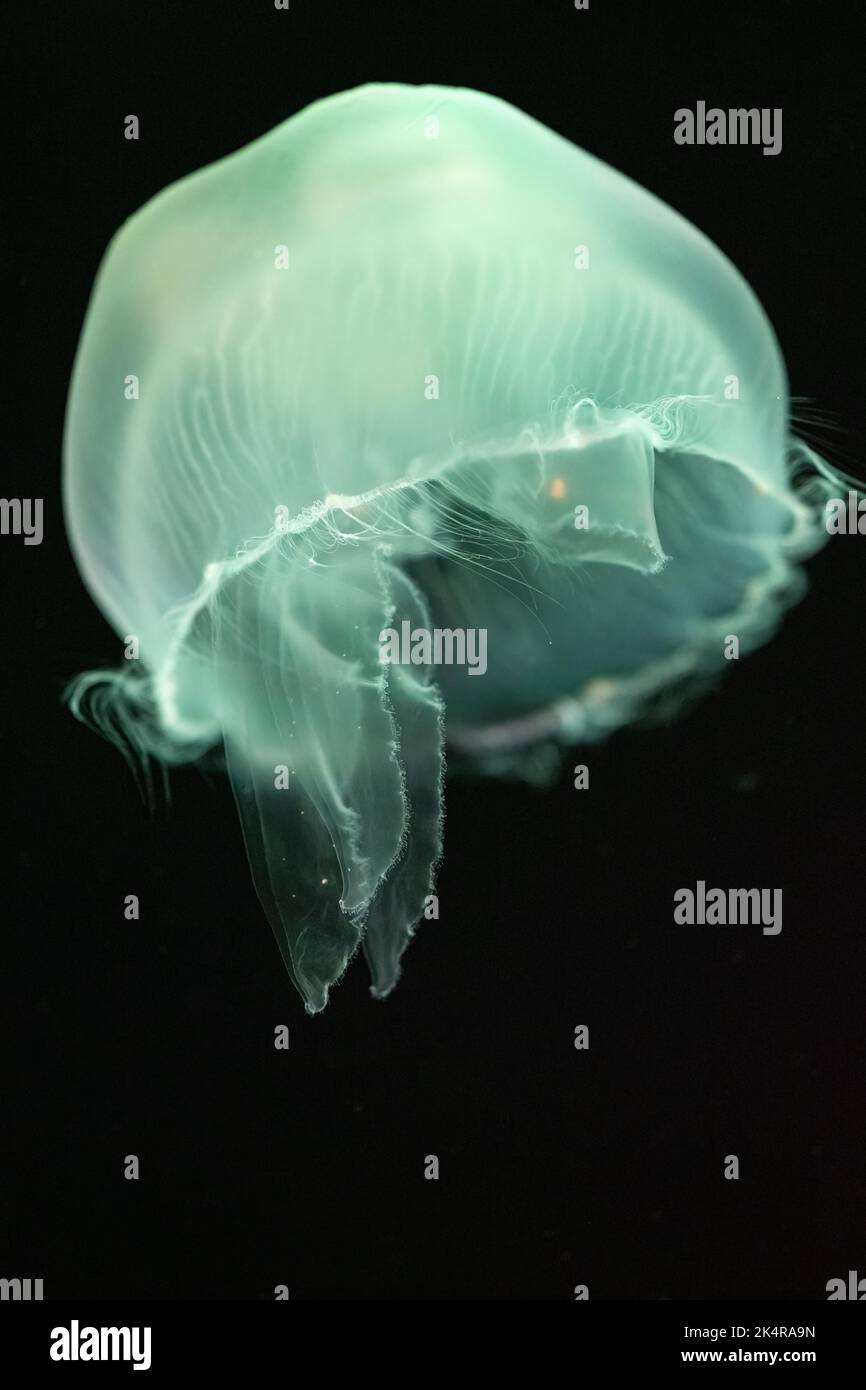 Gelée de lune translucide très éclairée (Aurelia aurita) à l'aquarium de Géorgie dans le centre-ville d'Atlanta, Géorgie. (ÉTATS-UNIS) Banque D'Images