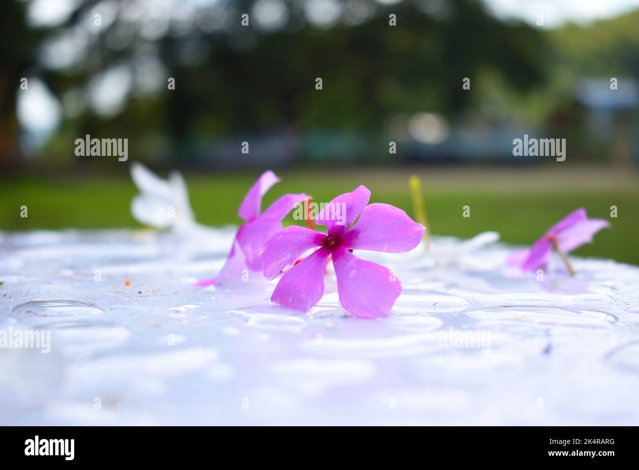 La fleur rose de mousse est tombée à plat sur une surface de sol blanche Banque D'Images